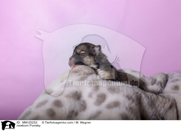 neugeborener Pomsky / newborn Pomsky / MW-25252