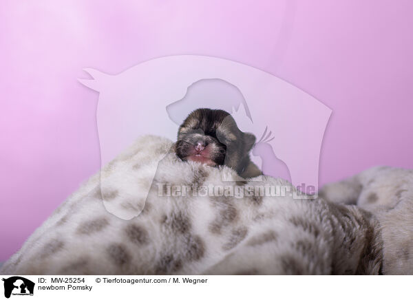 neugeborener Pomsky / newborn Pomsky / MW-25254