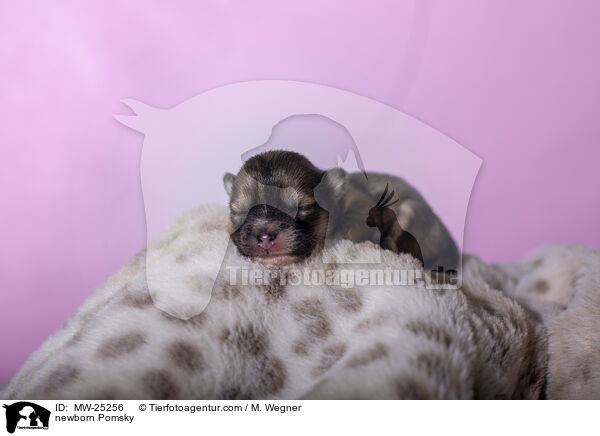 newborn Pomsky / MW-25256