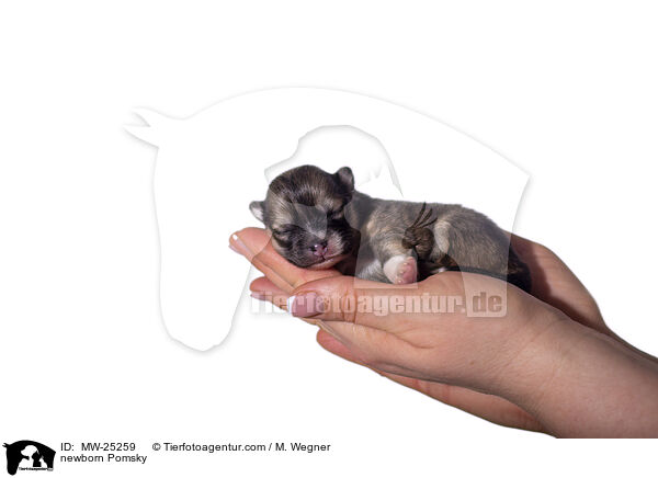 newborn Pomsky / MW-25259