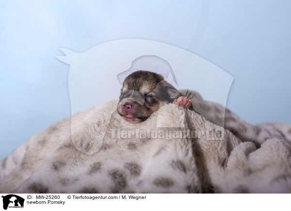 neugeborener Pomsky / newborn Pomsky / MW-25260