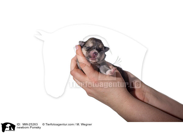 neugeborener Pomsky / newborn Pomsky / MW-25263