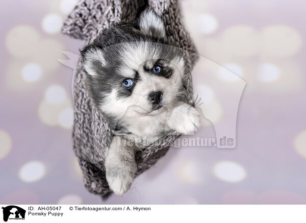 Pomsky Puppy / AH-05047