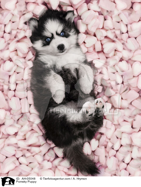Pomsky Puppy / AH-05048