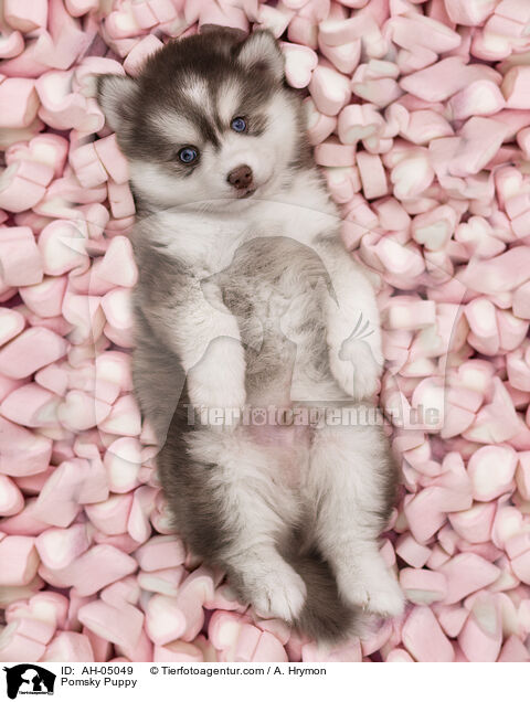 Pomsky Puppy / AH-05049