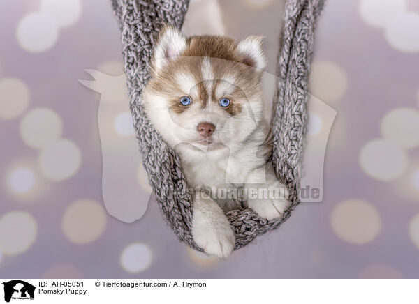 Pomsky Puppy / AH-05051