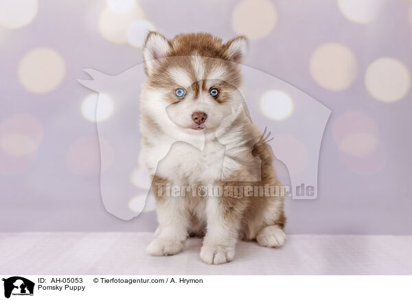 Pomsky Puppy / AH-05053