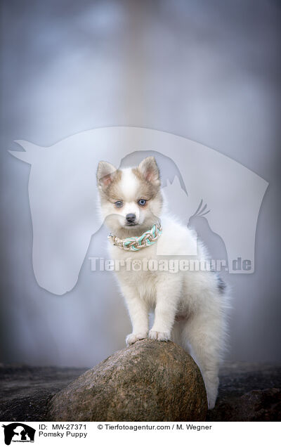 Pomsky Puppy / MW-27371