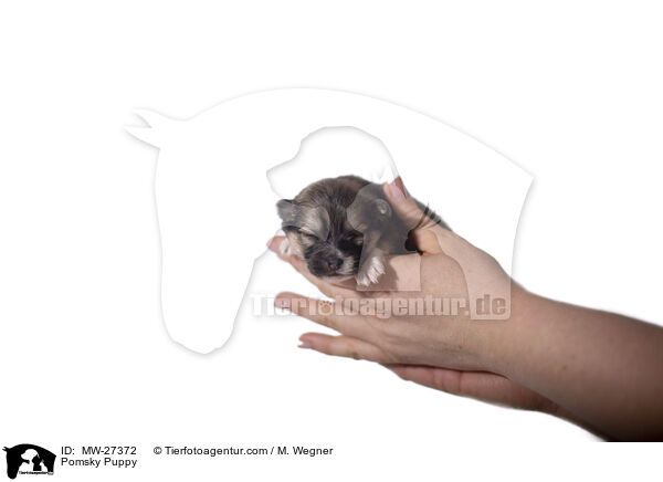 Pomsky Welpe / Pomsky Puppy / MW-27372