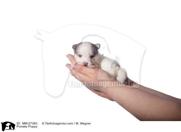 Pomsky Welpe / Pomsky Puppy / MW-27383