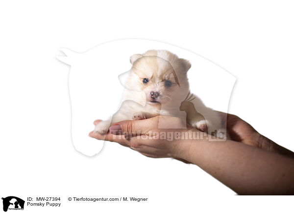 Pomsky Welpe / Pomsky Puppy / MW-27394