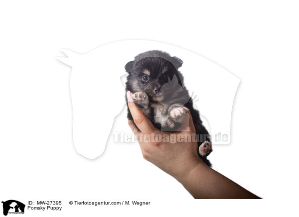 Pomsky Welpe / Pomsky Puppy / MW-27395