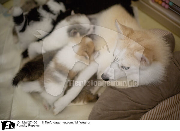 Pomsky Puppies / MW-27400
