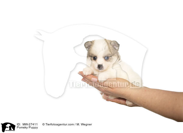 Pomsky Puppy / MW-27411