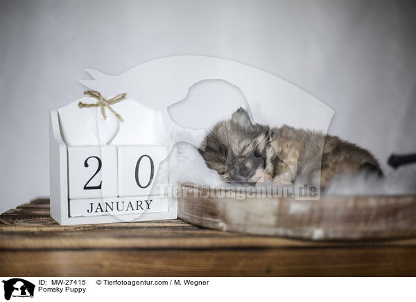 Pomsky Welpe / Pomsky Puppy / MW-27415