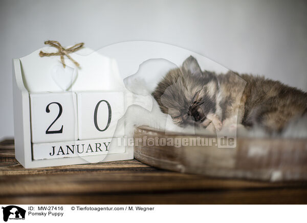 Pomsky Welpe / Pomsky Puppy / MW-27416