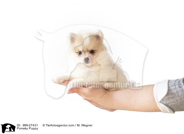 Pomsky Puppy / MW-27431