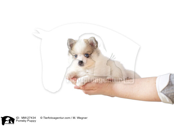 Pomsky Puppy / MW-27434
