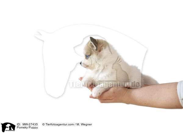 Pomsky Puppy / MW-27435