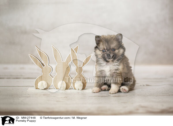Pomsky Welpe / Pomsky Puppy / MW-27448