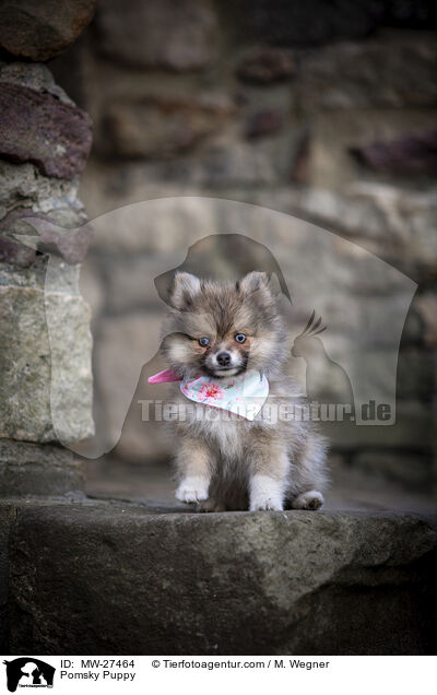 Pomsky Puppy / MW-27464
