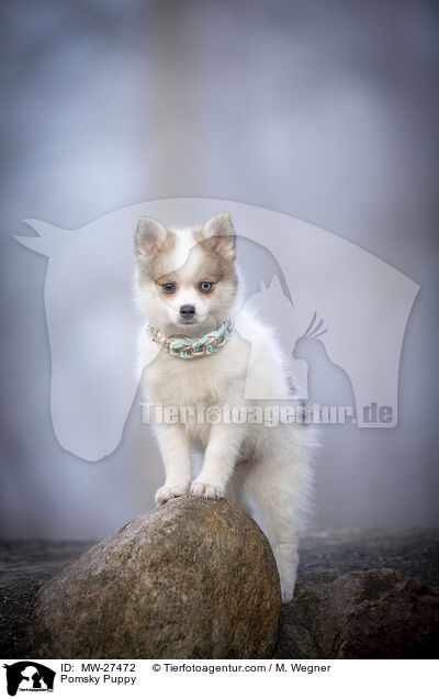 Pomsky Puppy / MW-27472