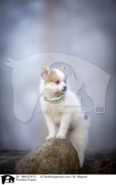 Pomsky Puppy / MW-27473