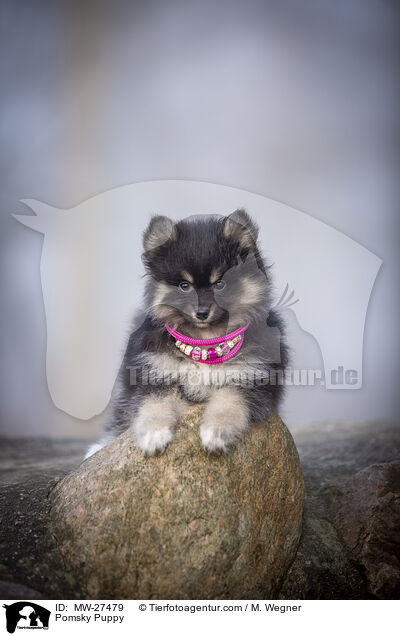 Pomsky Puppy / MW-27479