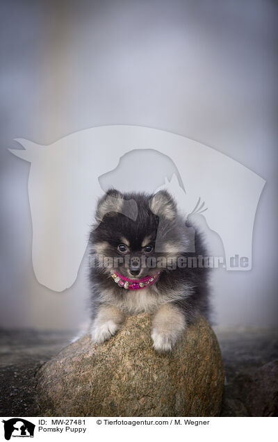 Pomsky Puppy / MW-27481