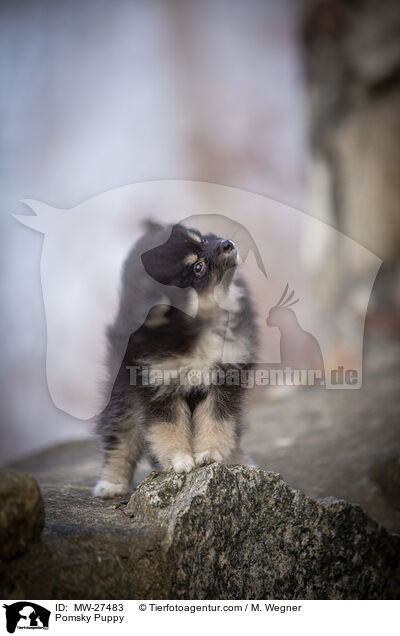 Pomsky Puppy / MW-27483