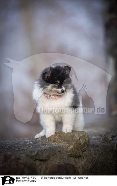 Pomsky Puppy / MW-27489
