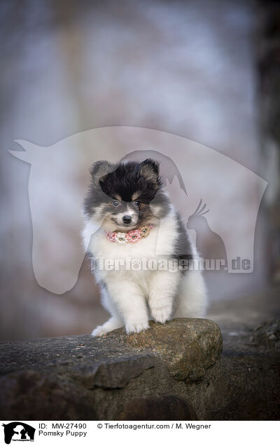 Pomsky Puppy / MW-27490