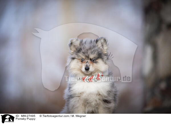 Pomsky Welpe / Pomsky Puppy / MW-27495