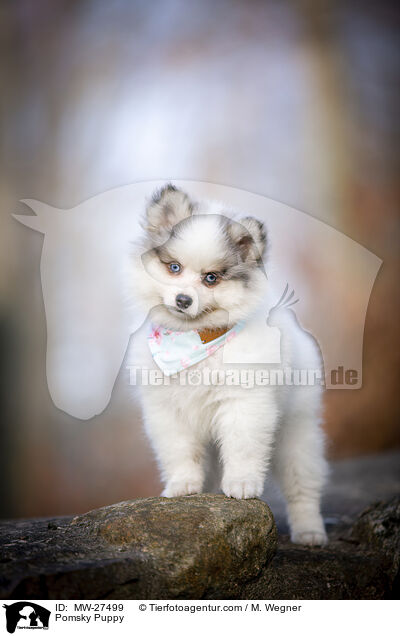 Pomsky Puppy / MW-27499