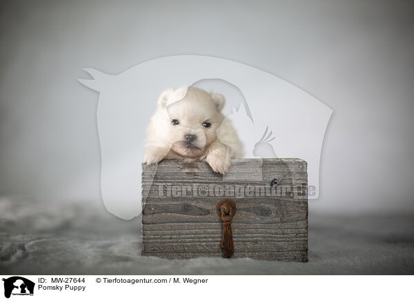 Pomsky Welpe / Pomsky Puppy / MW-27644