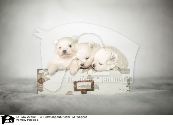 Pomsky Welpen / Pomsky Puppies / MW-27650