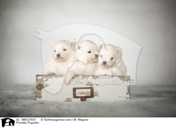 Pomsky Puppies / MW-27651