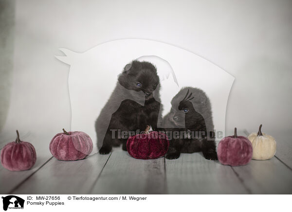 Pomsky Welpen / Pomsky Puppies / MW-27656