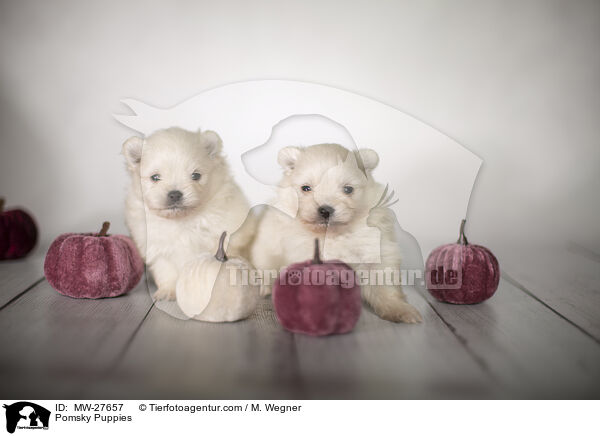 Pomsky Puppies / MW-27657