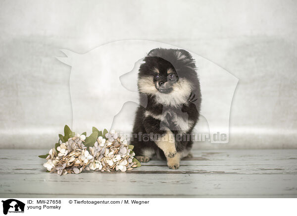 young Pomsky / MW-27658