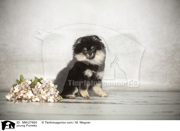 young Pomsky / MW-27660