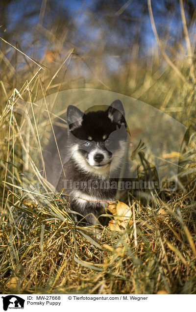 Pomsky Puppy / MW-27668