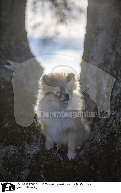 junger Pomsky / young Pomsky / MW-27669