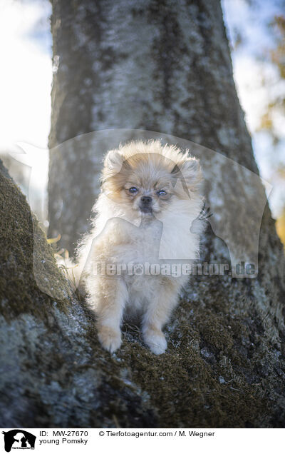 young Pomsky / MW-27670
