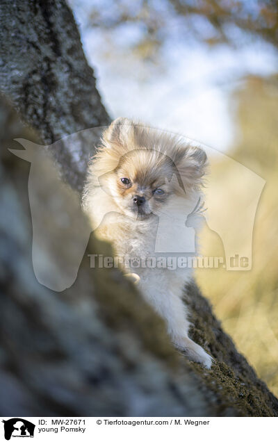 young Pomsky / MW-27671
