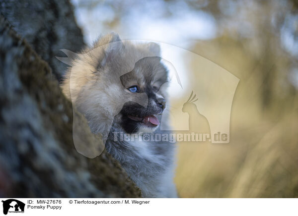 Pomsky Puppy / MW-27676