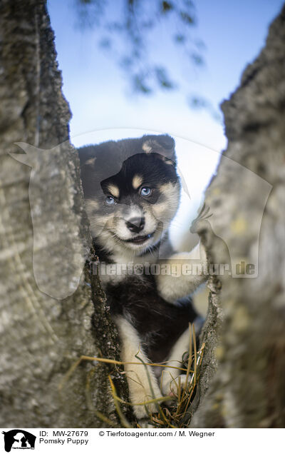 Pomsky Puppy / MW-27679
