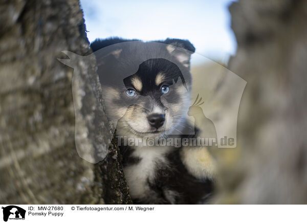 Pomsky Puppy / MW-27680