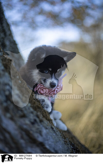 Pomsky Welpe / Pomsky Puppy / MW-27684