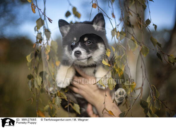 Pomsky Puppy / MW-27685